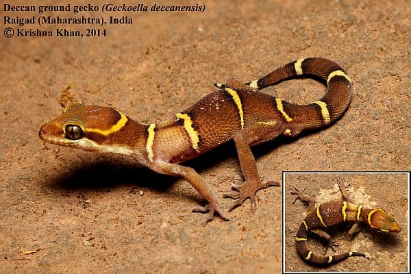 Cyrtodactylus deccanensis