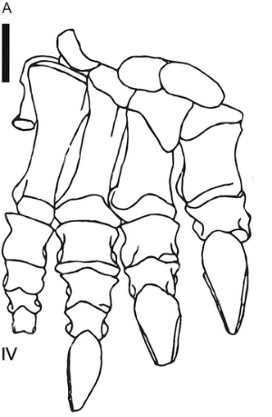 Blikanasaurus