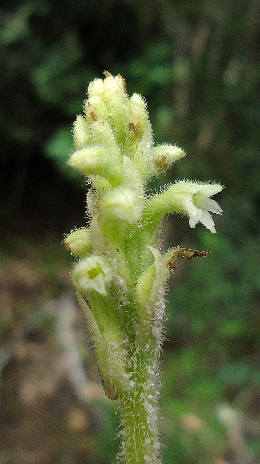 Discyphus