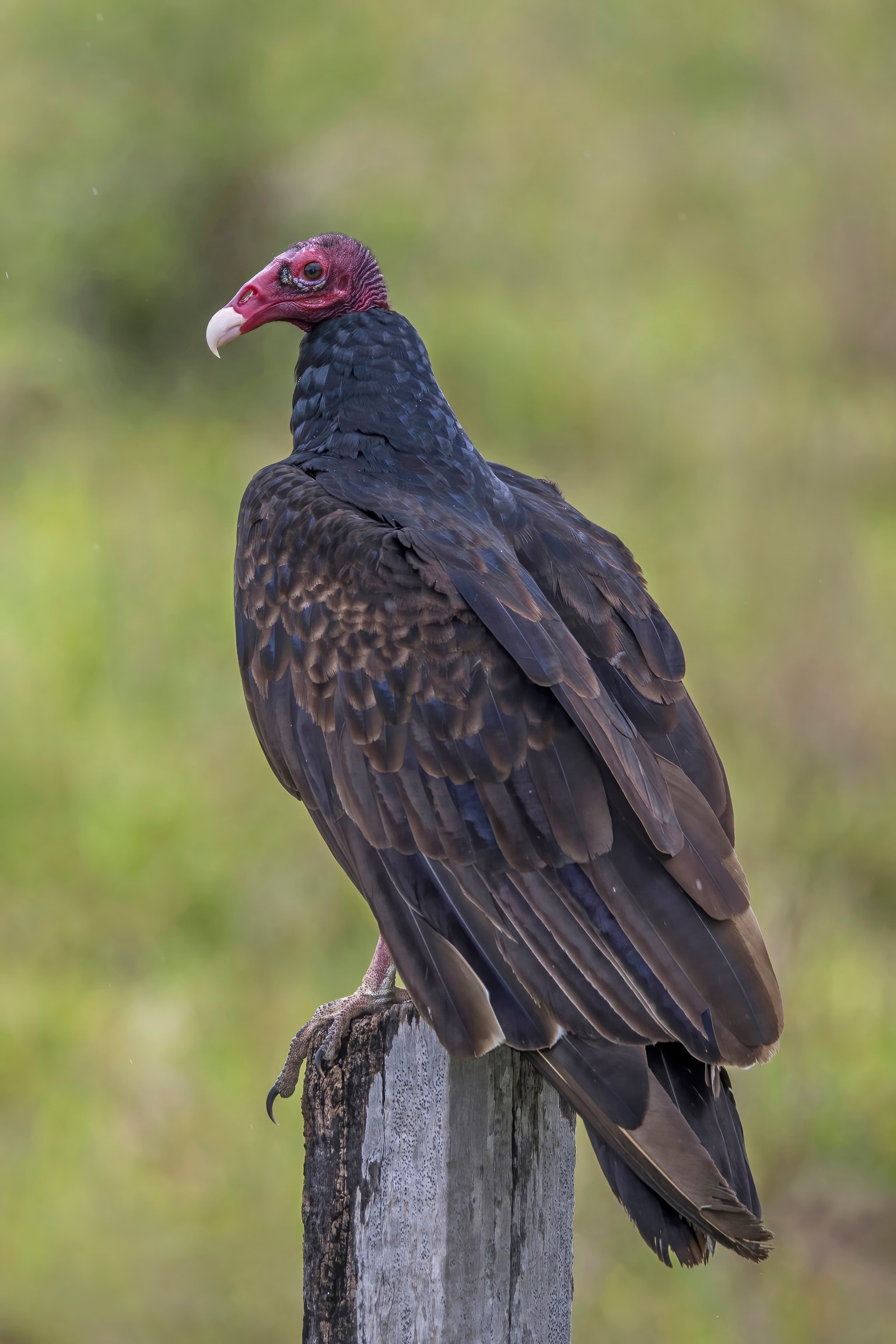 Cathartes aura