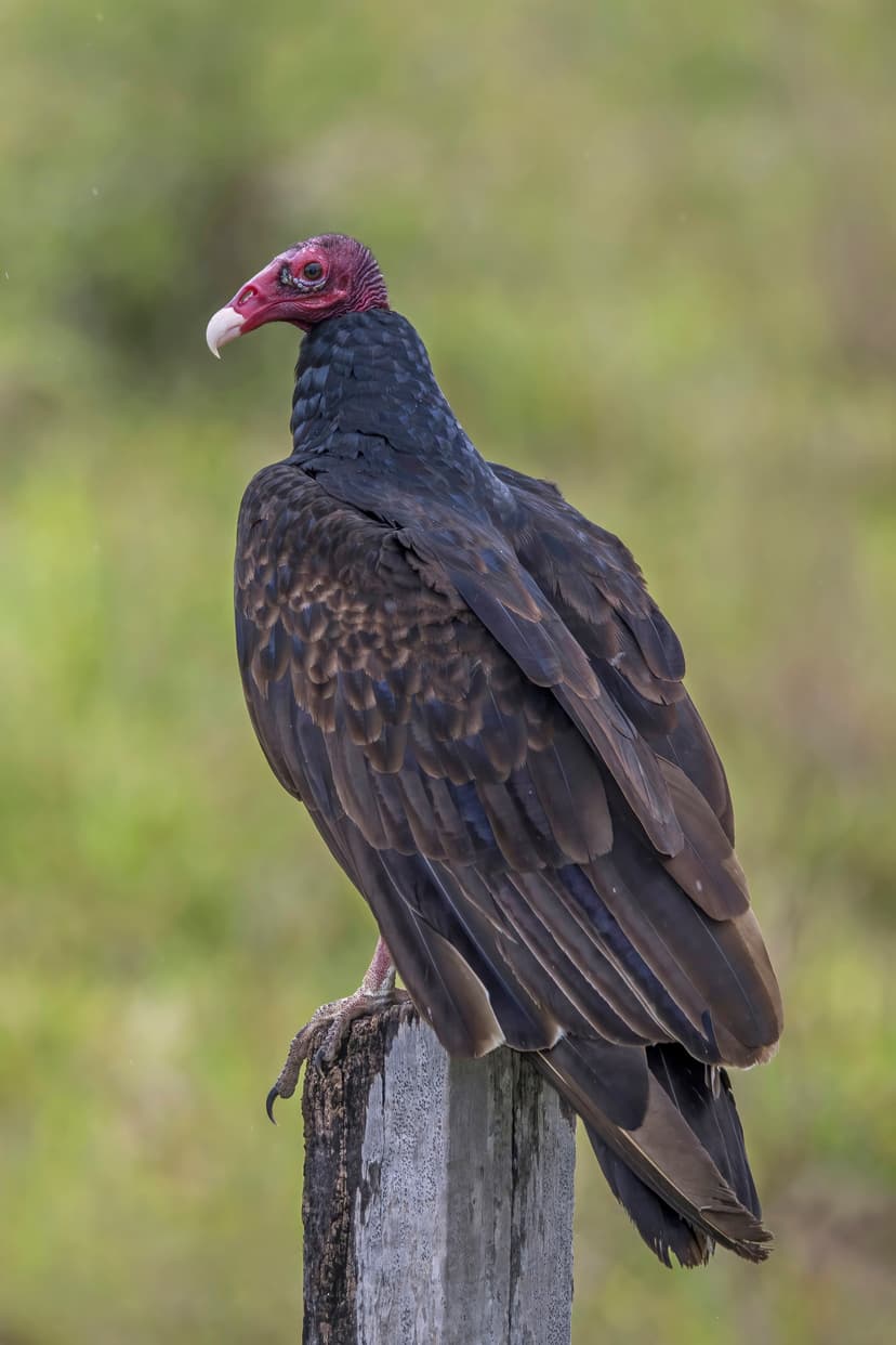 Cathartes aura