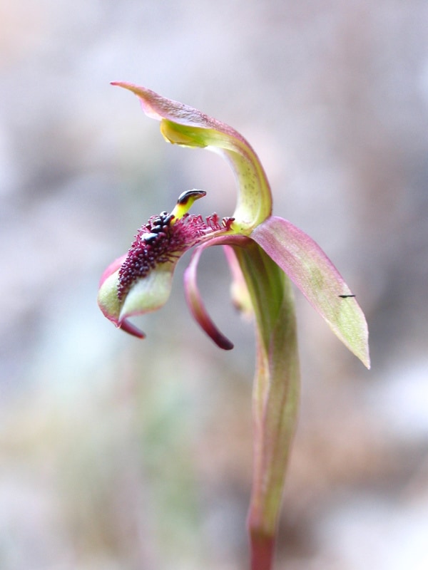 Chiloglottis