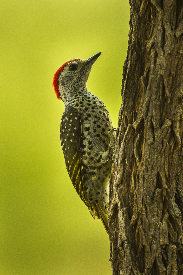 Little green woodpecker