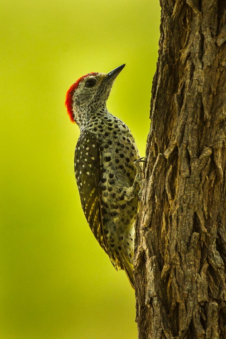 Little green woodpecker