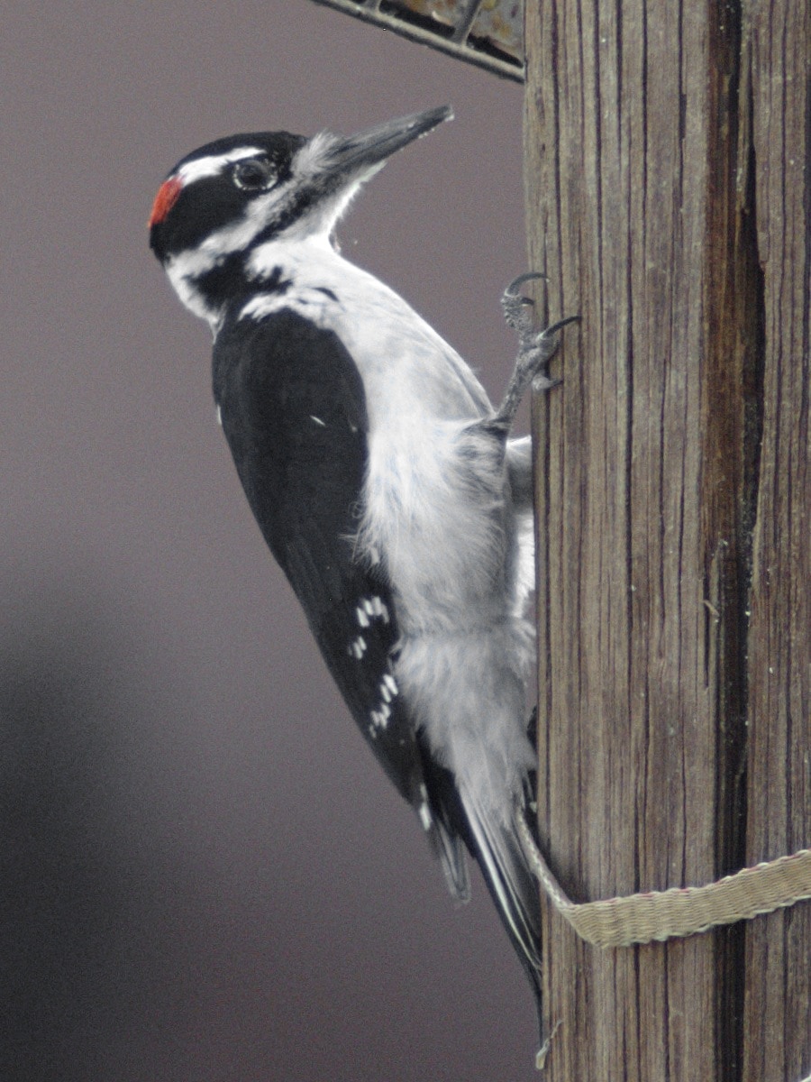 Hairy woodpecker