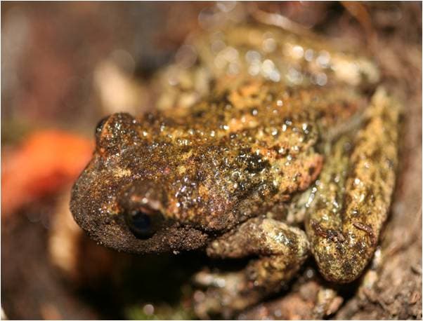 Ascaphus truei