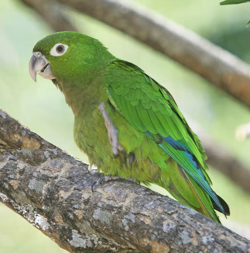 Jamaican parakeet