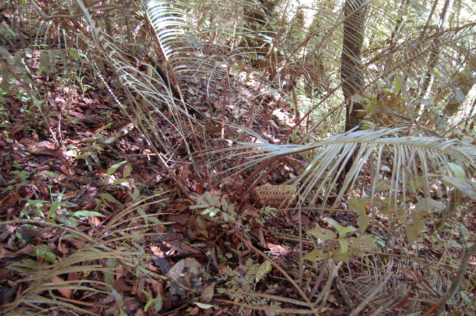Ceratozamia matudae
