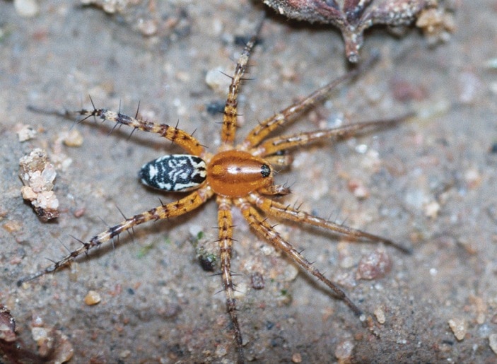 Corinnidae