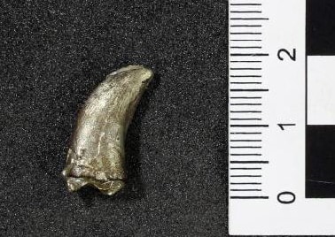 Dromaeosauroides