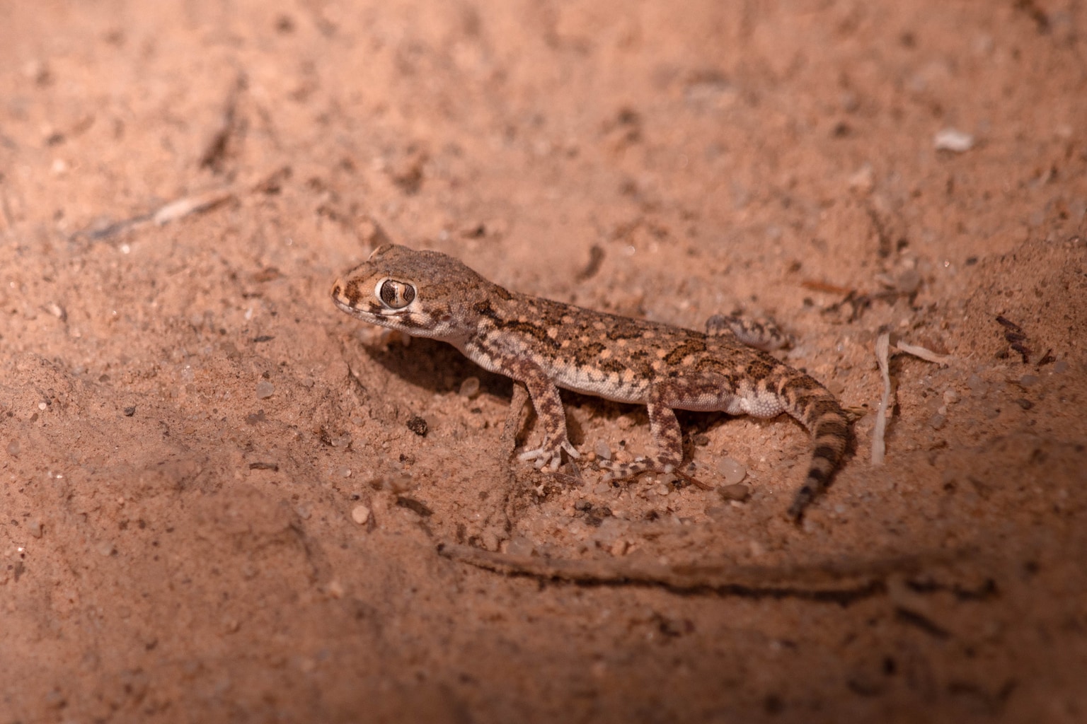Stenodactylus mauritanicus