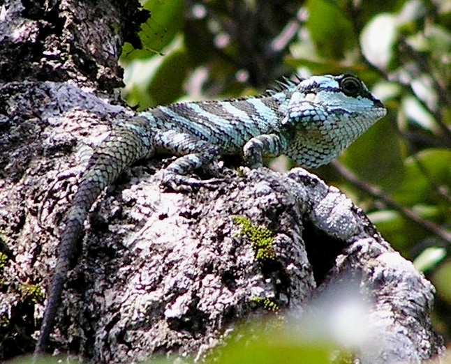 Crestless lizard