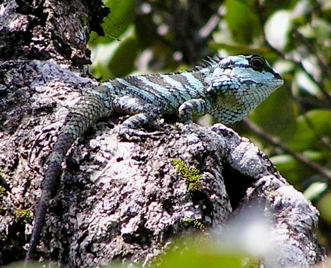 Crestless lizard