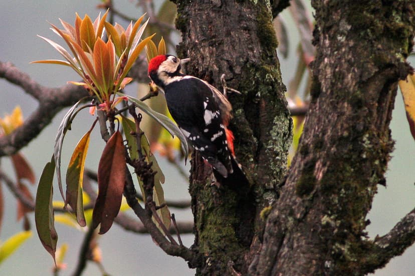 Necklaced woodpecker
