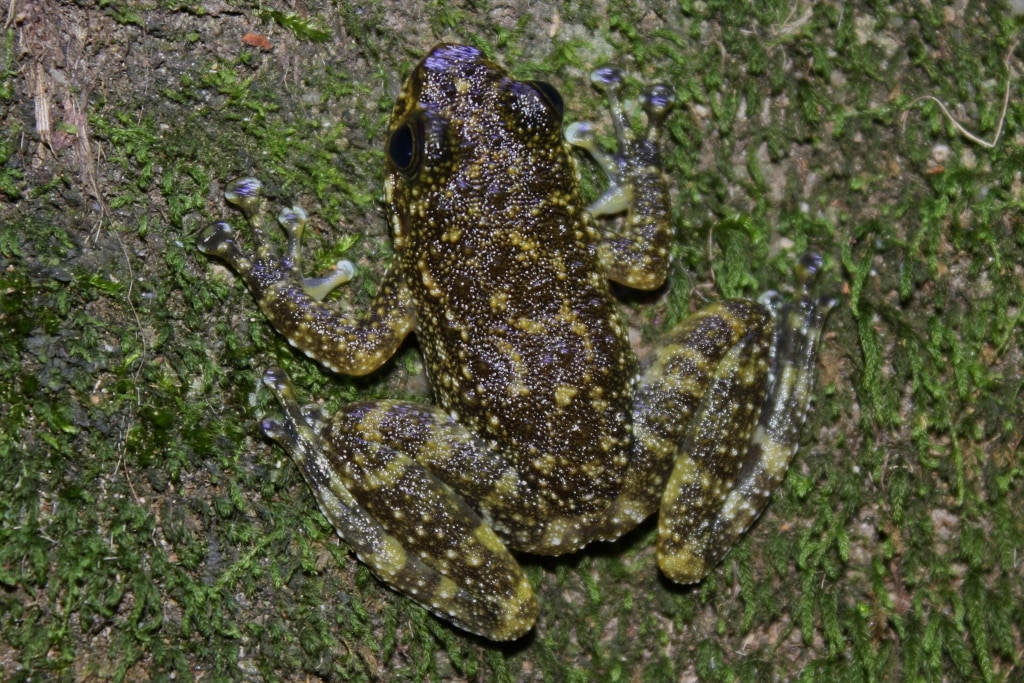 Amolops ricketti