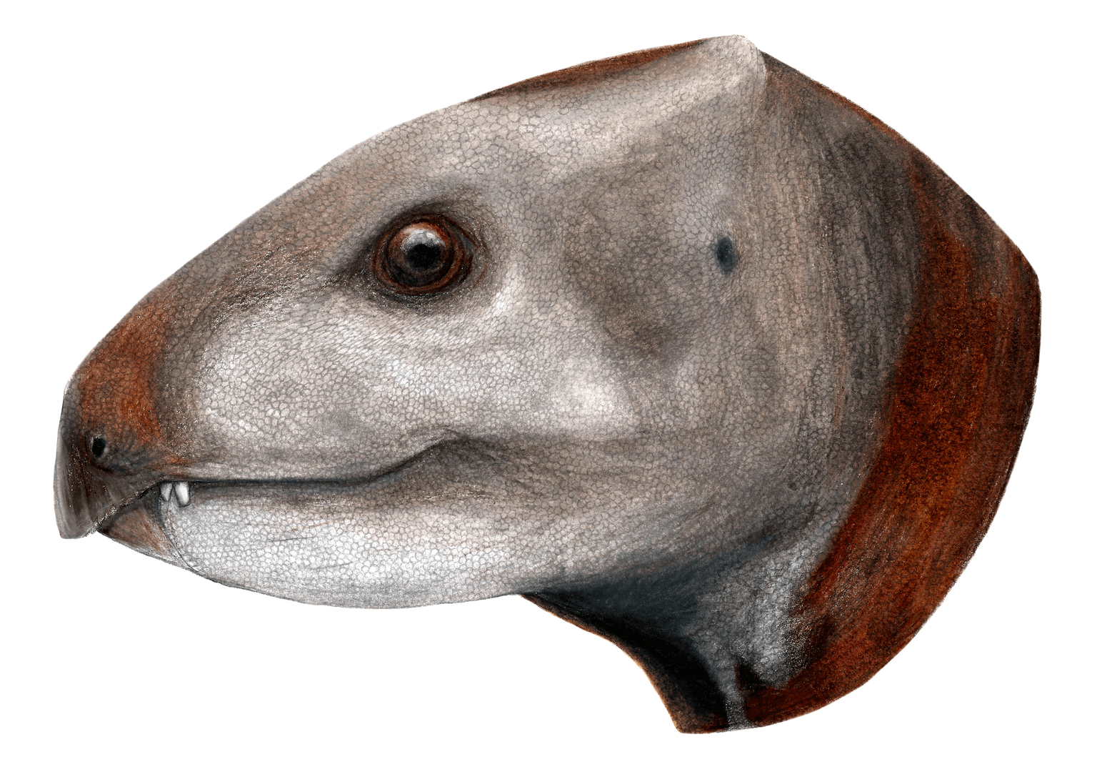 Albalophosaurus
