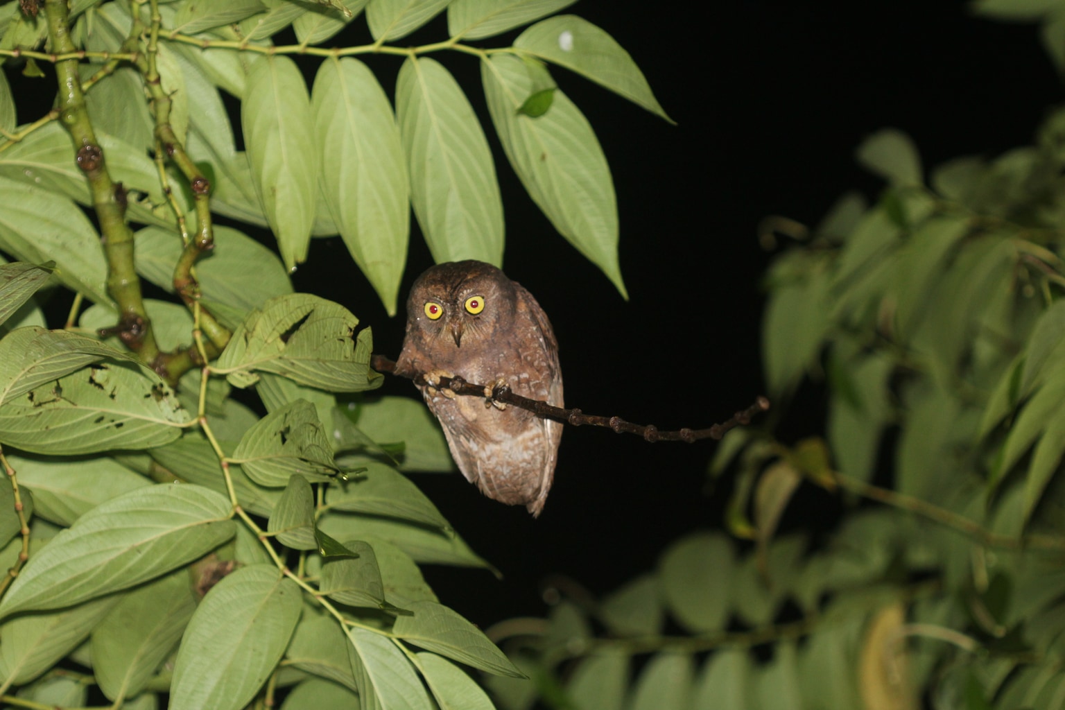 Simeulue scops owl