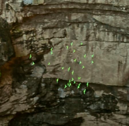 Cave of Swallows