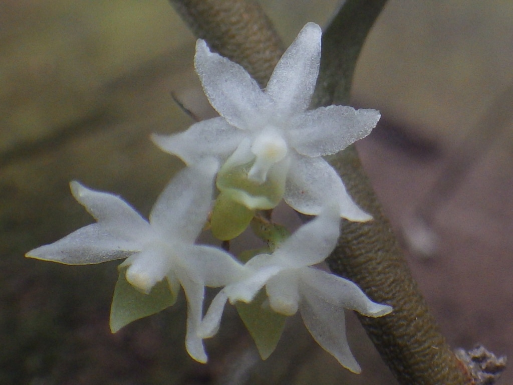 Eggelingia