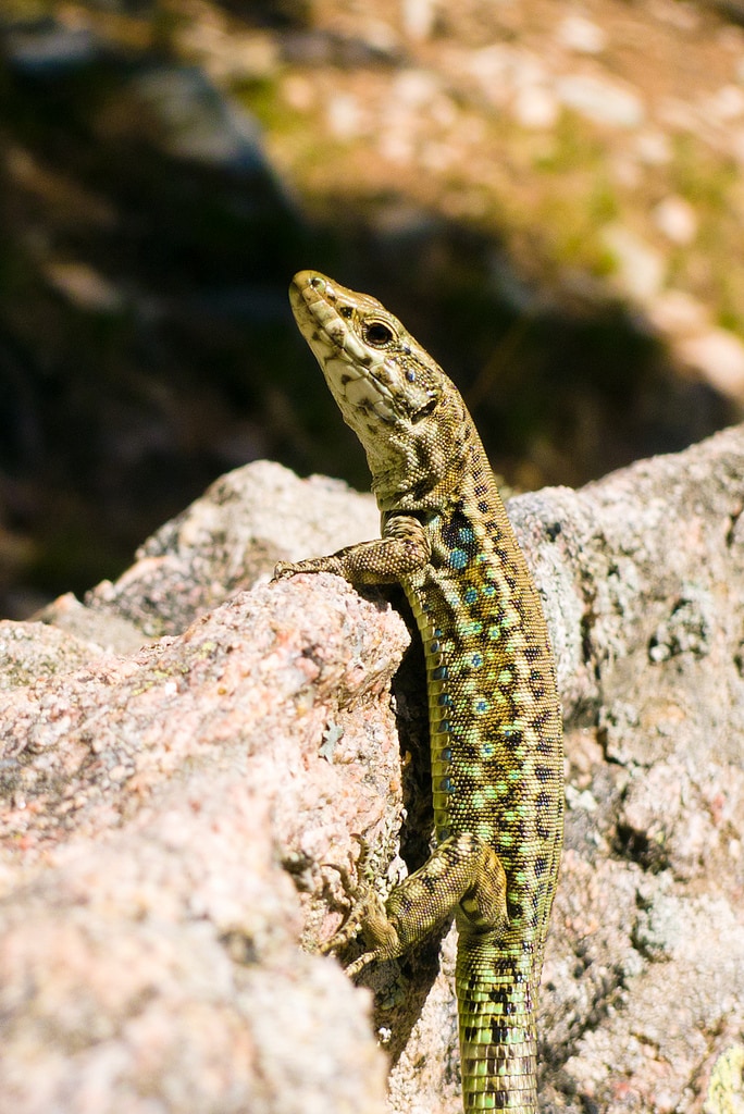 Podarcis tiliguerta