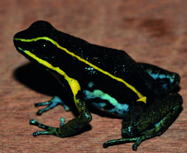 Ameerega pulchripecta