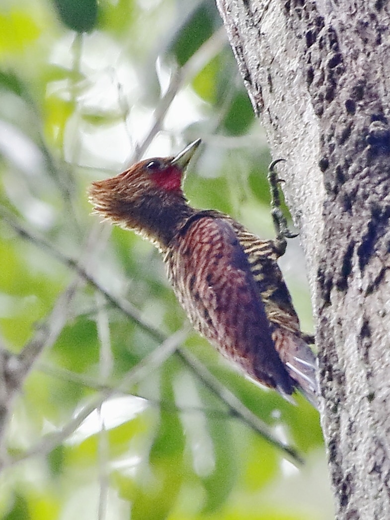 Waved woodpecker
