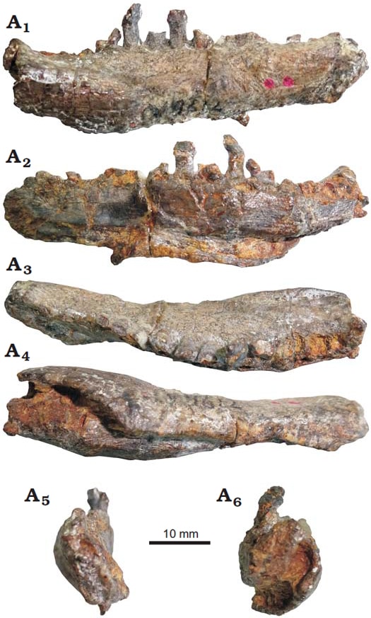 Bienosaurus