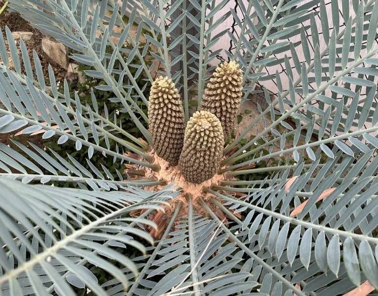 Encephalartos heenanii