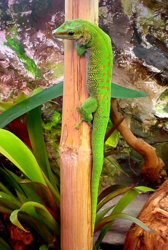 Phelsuma madagascariensis
