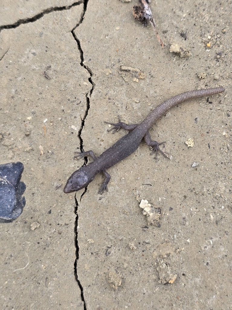Xantusia wigginsi