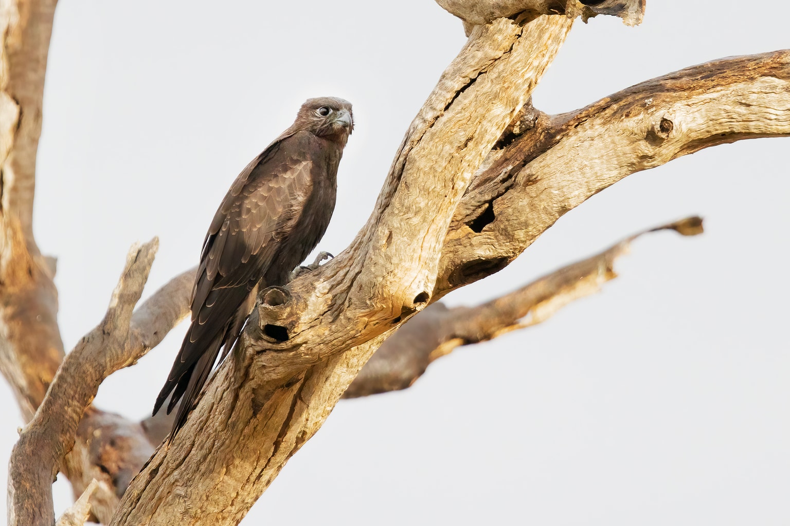 Falco subniger