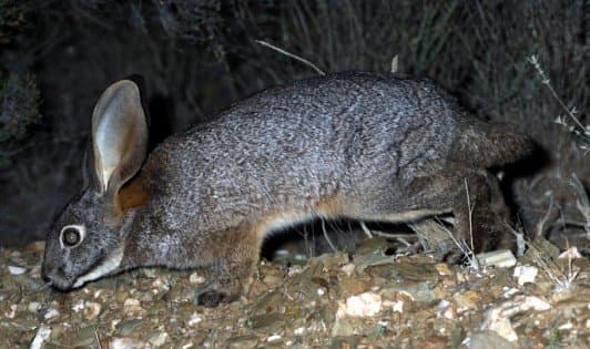 Bunolagus