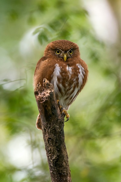 East Brazilian pygmy owl