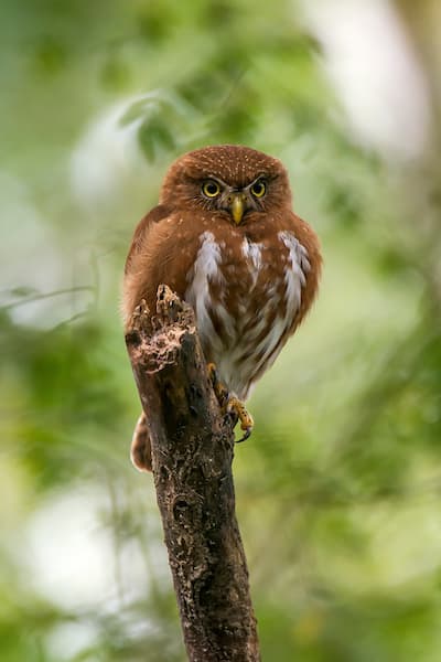 East Brazilian pygmy owl