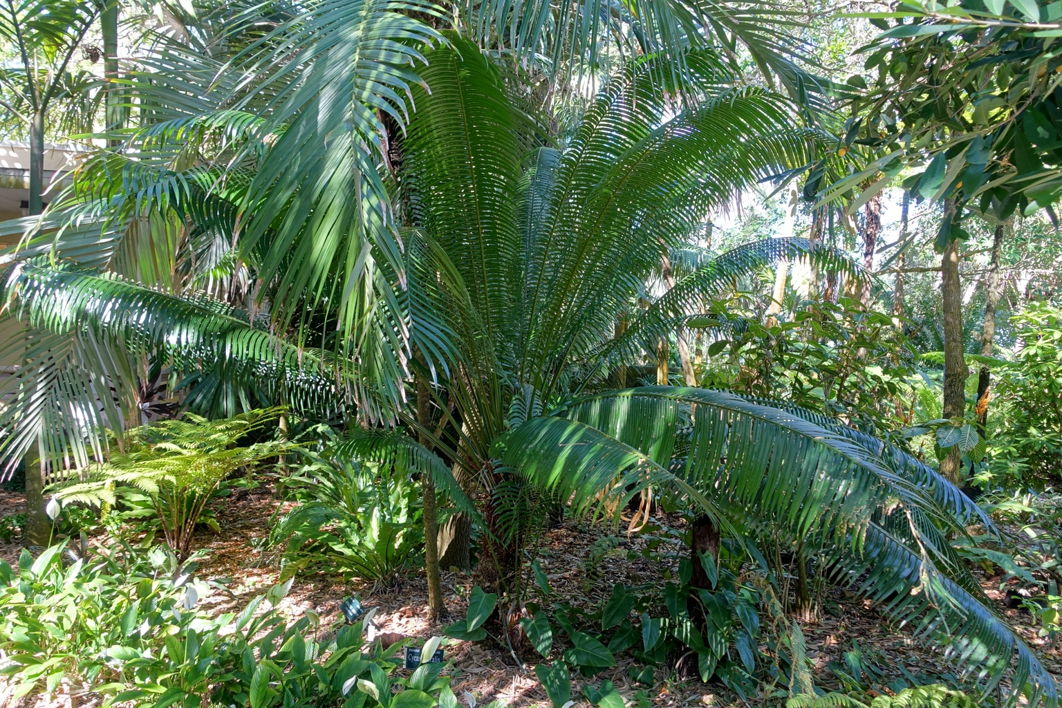 Cycas edentata