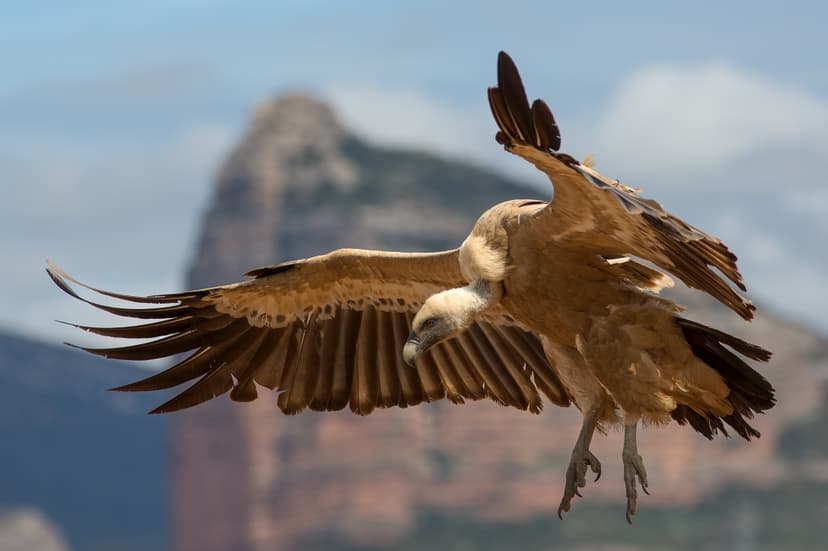 Gyps fulvus