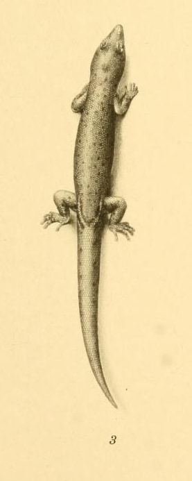 Sphaerodactylus vincenti