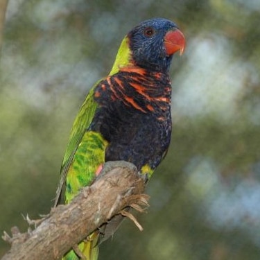 Biak lorikeet