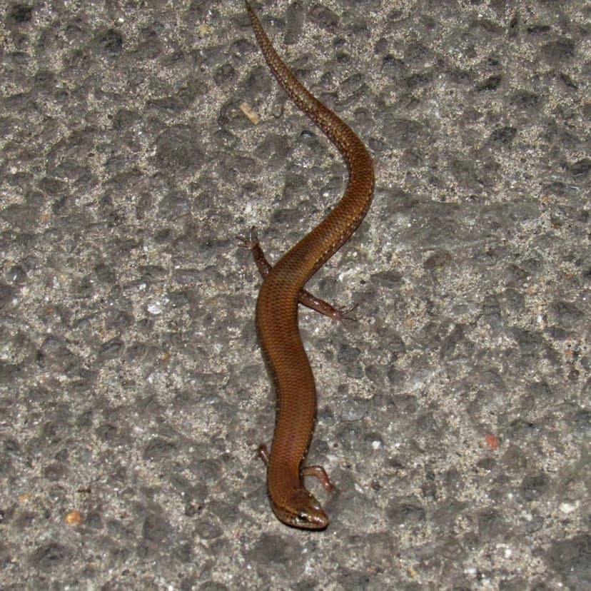 Lygosoma goaensis