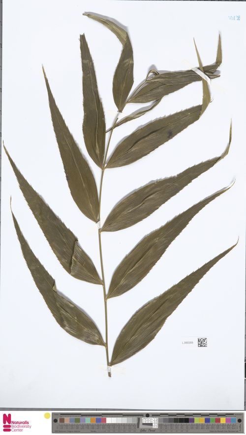 Zamia restrepoi