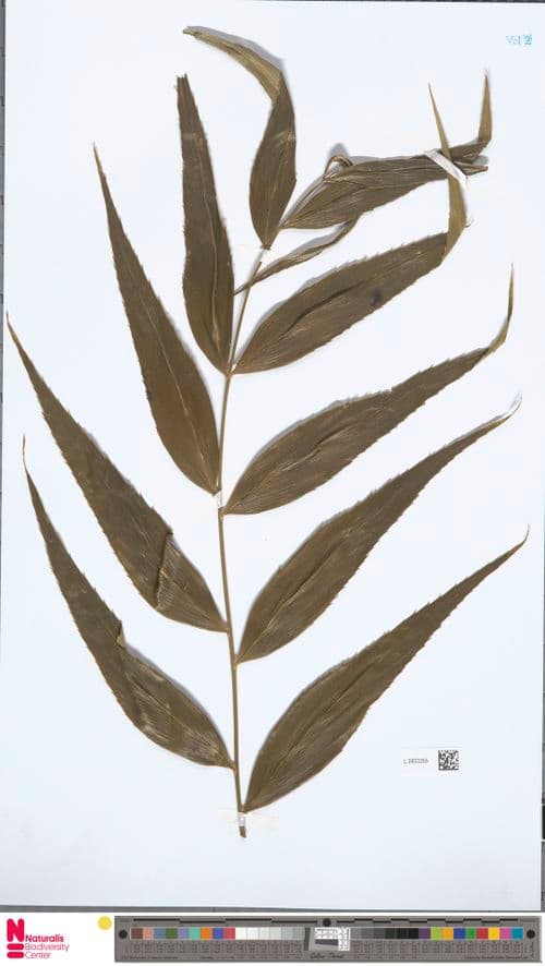 Zamia restrepoi