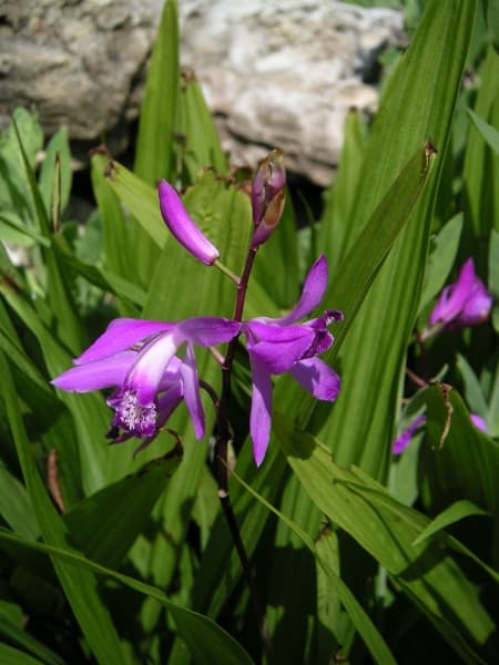 Bletilla