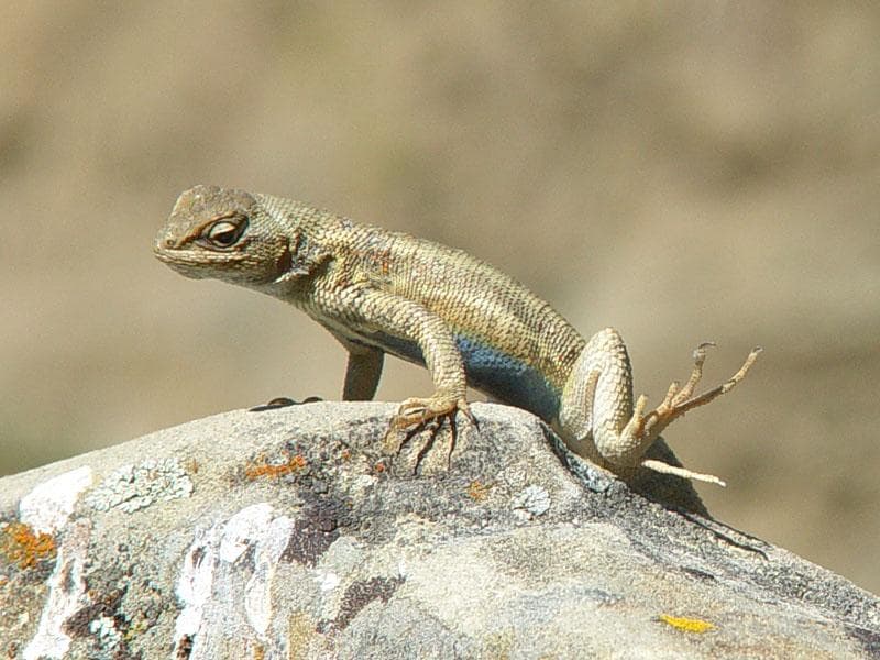Sceloporus graciosus
