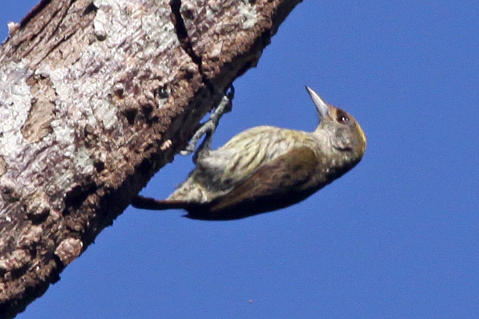 Antillean piculet