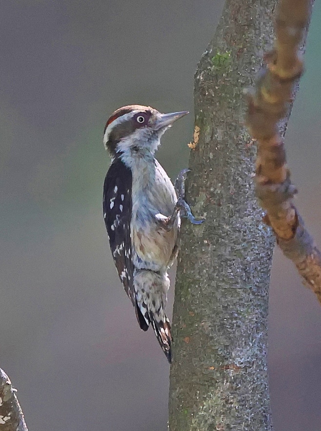 Brown-capped pygmy woodpecker