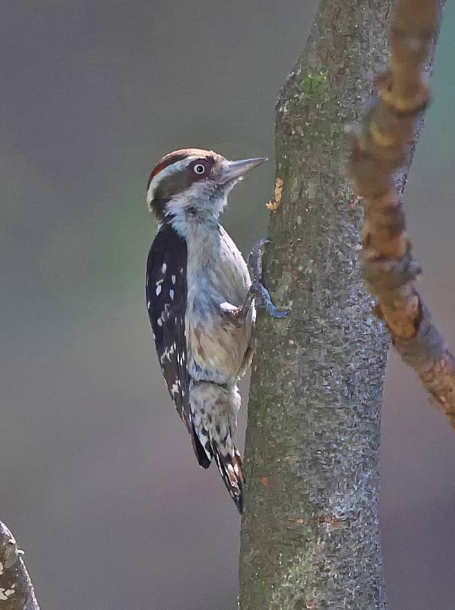 Brown-capped pygmy woodpecker