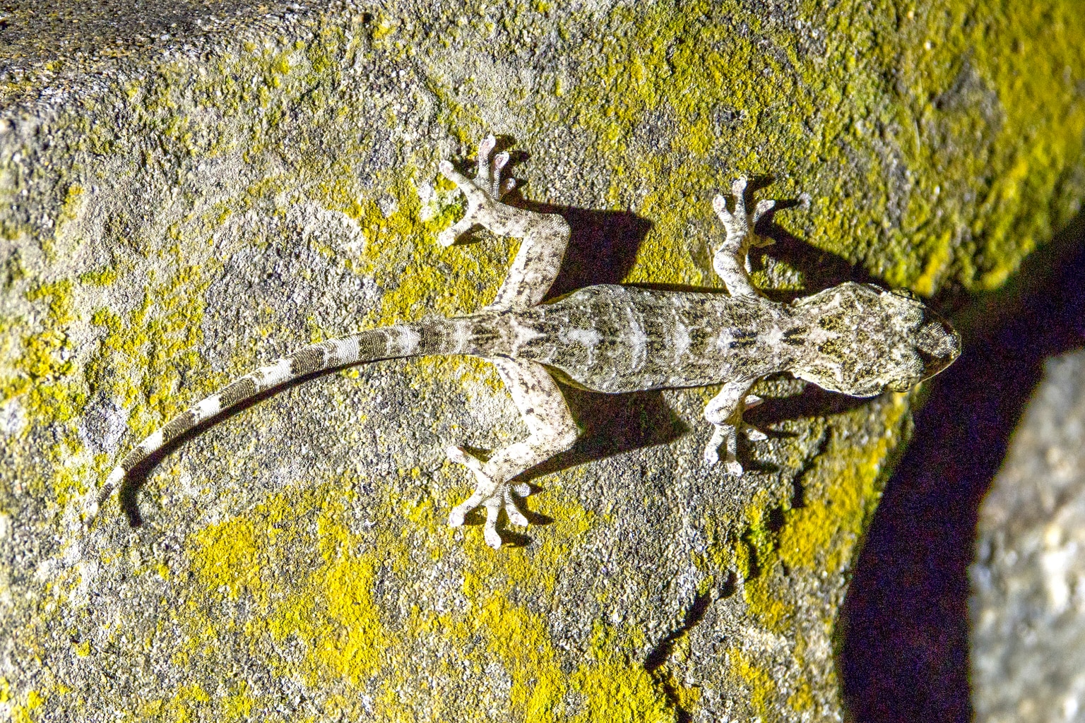 Gray's Chinese gecko