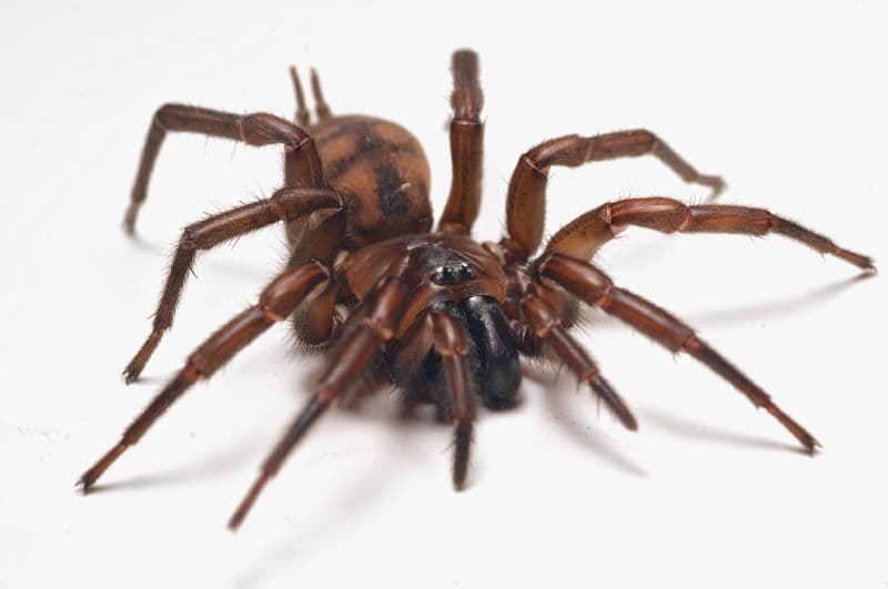 Hexathelidae