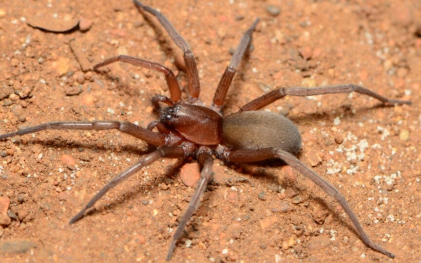 Liocranidae
