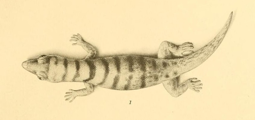 Barbour's least gecko